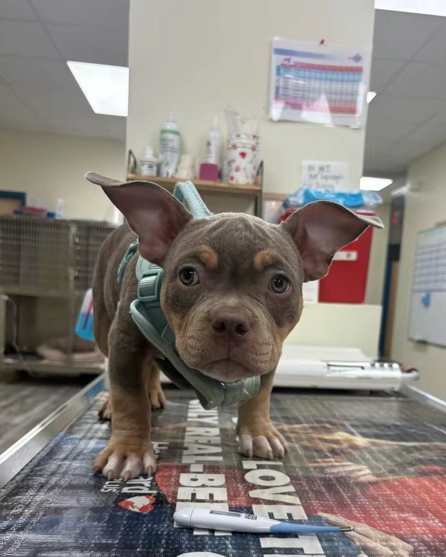 Christinith Ann, a brown puppy in a teal harness, standing on the exam table for her vaccines at Shiland Animal Hospital in Rock Hill, SC