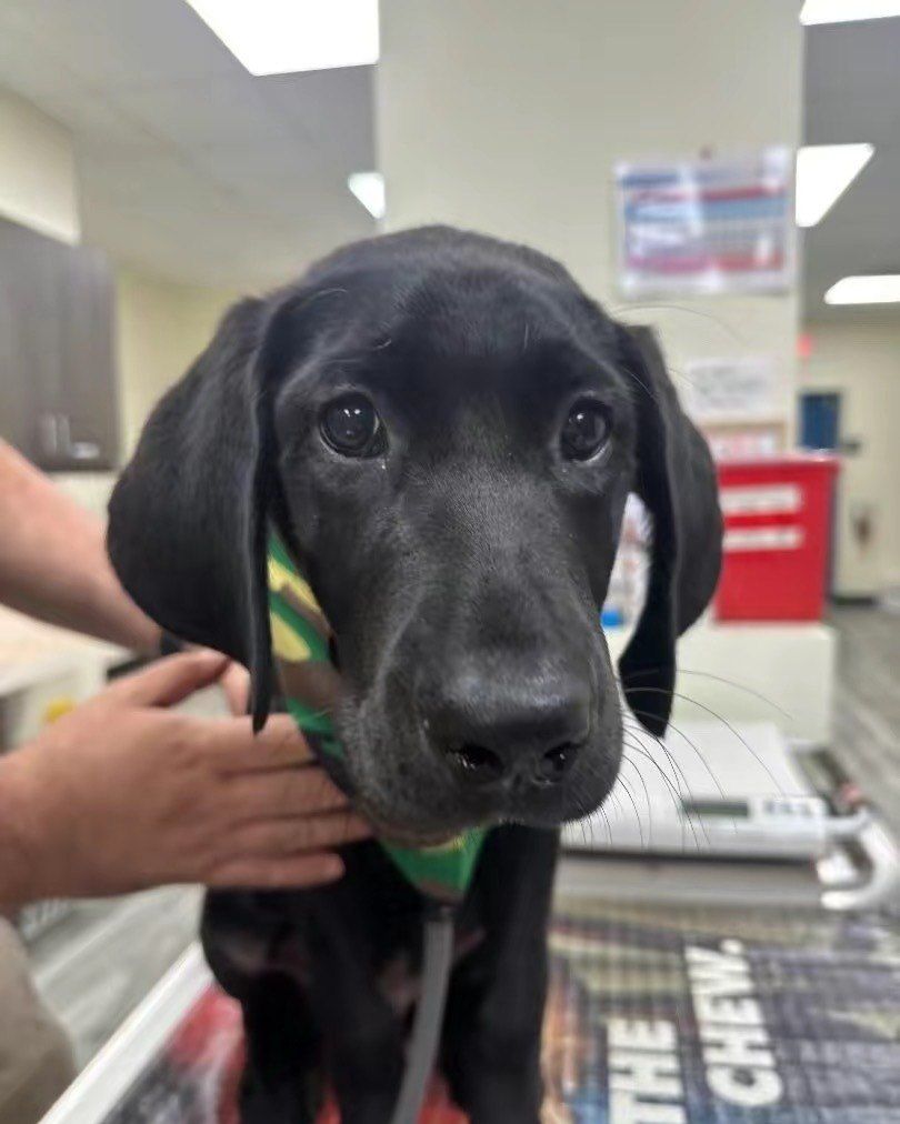 Colt, a black puppy with floppy ears and a green bandana, on the exam table for his puppy vaccines at Shiland Animal Hospital in Rock Hill, SC