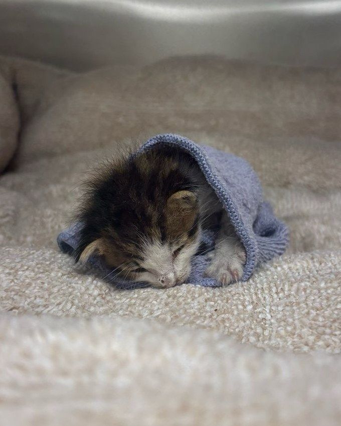 A tiny kitten found outside in Rock Hill, curled up in a blue towel on a soft blanket at Shiland Animal Hospital