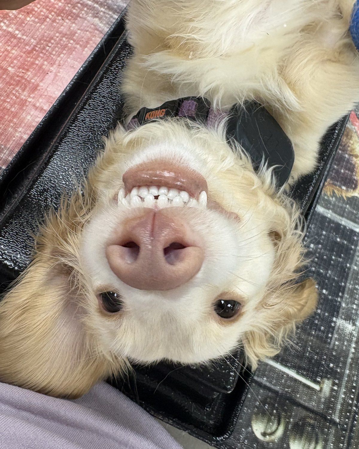 Gracie, a fluffy cream colored dog, lying belly up with an upside down grin on the day of her spay at Shiland Animal Hospital in Rock Hill, SC