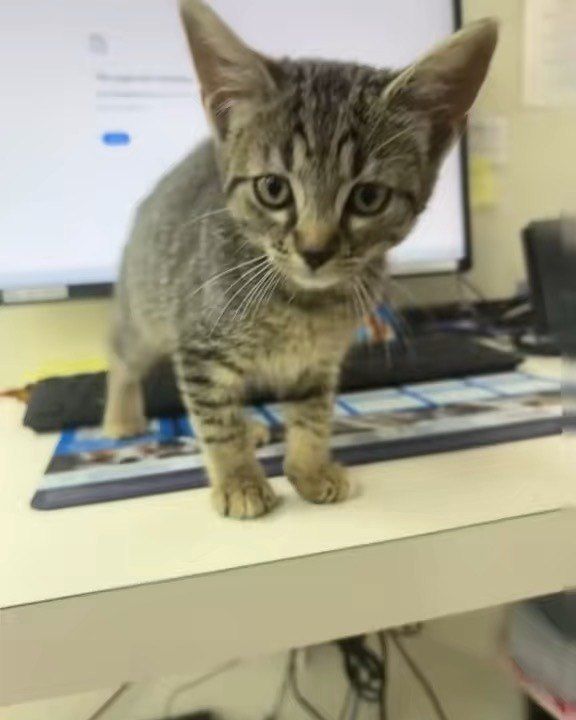 Lucy, a gray tabby kitten, standing on a desk at Shiland Animal Hospital in Rock Hill, SC